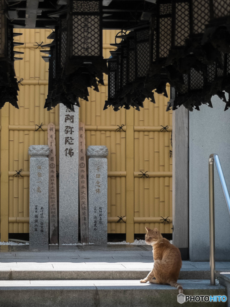 法善寺の猫