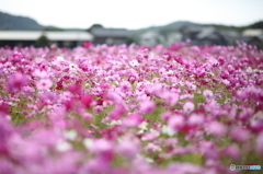 秋ですねぇ～秋桜＾＾ 