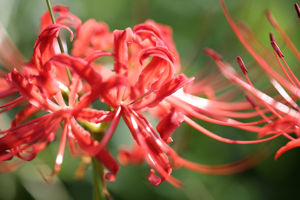 曼珠沙華