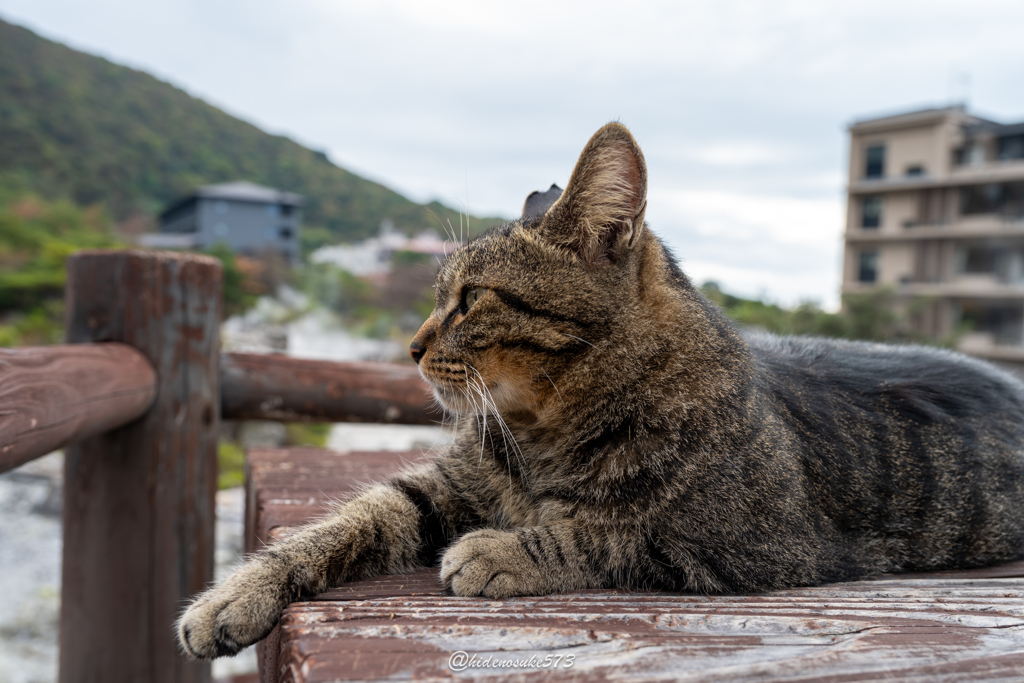 猫