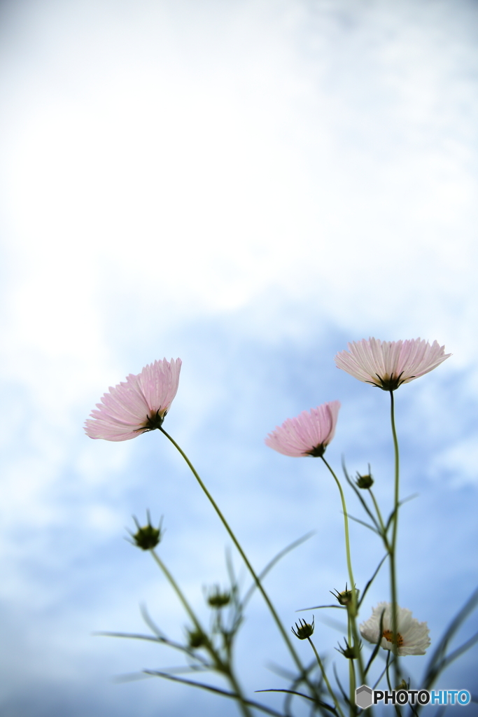 秋桜