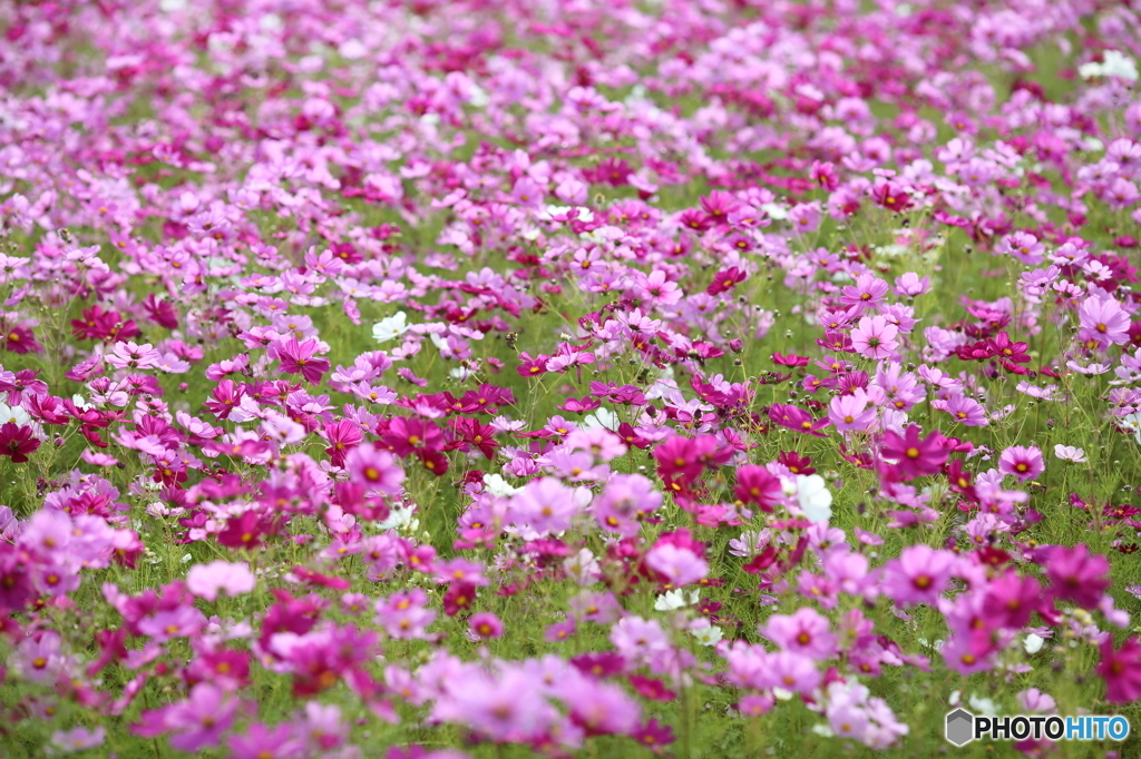 秋ですねぇ～秋桜＾＾ 3