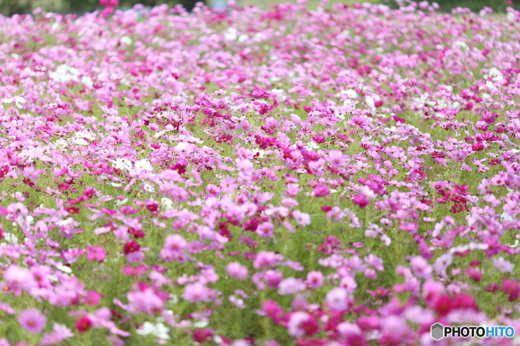 秋ですねぇ～秋桜＾＾ 2