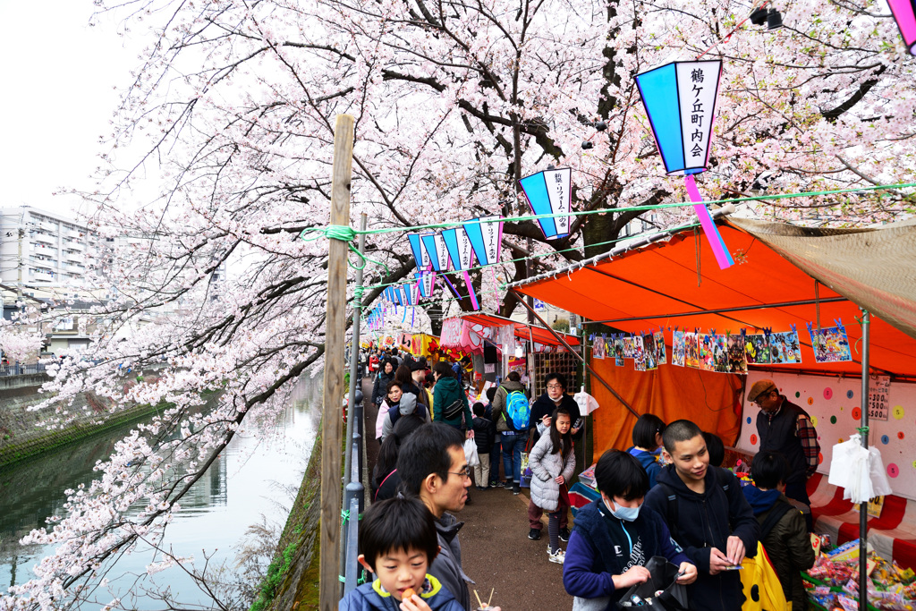 桜のトンネル…