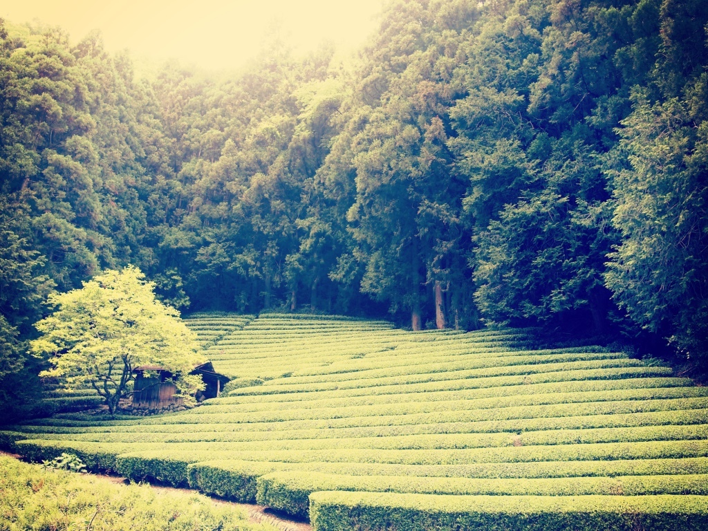 Tea Garden SHIZUOKA