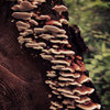 Polyporaceae