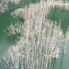 LakE and tRee
