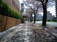 桜並木