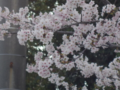 徳山動物園の桜4