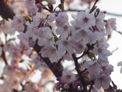 徳山動物園の桜2