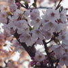 徳山動物園の桜2