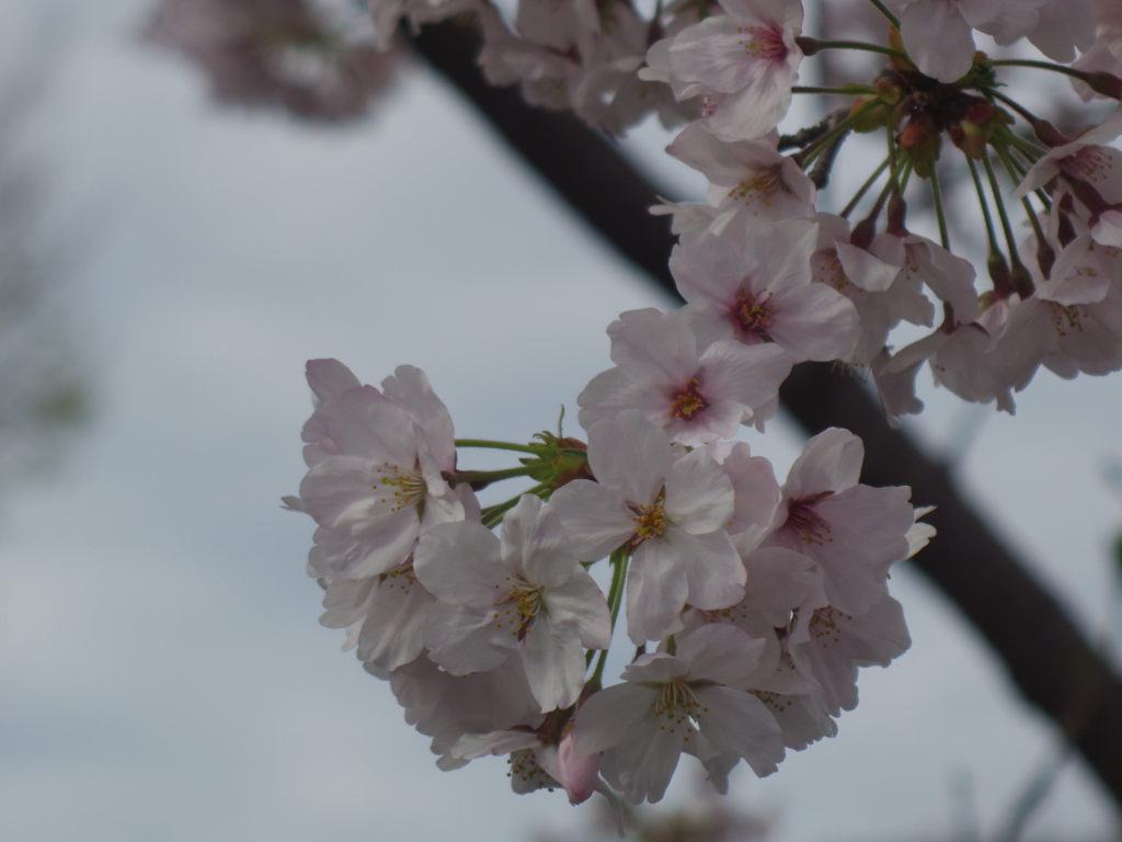 緑と文化のプロムナード周辺の桜2