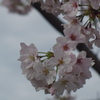 緑と文化のプロムナード周辺の桜2