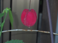花？