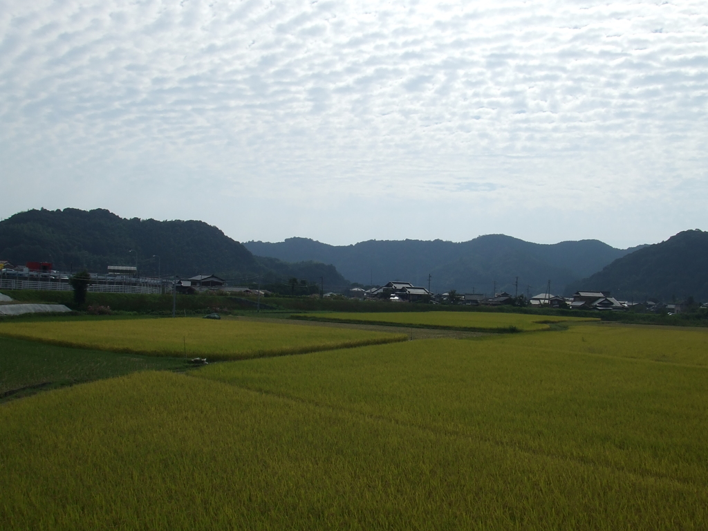 秋の空と田んぼ