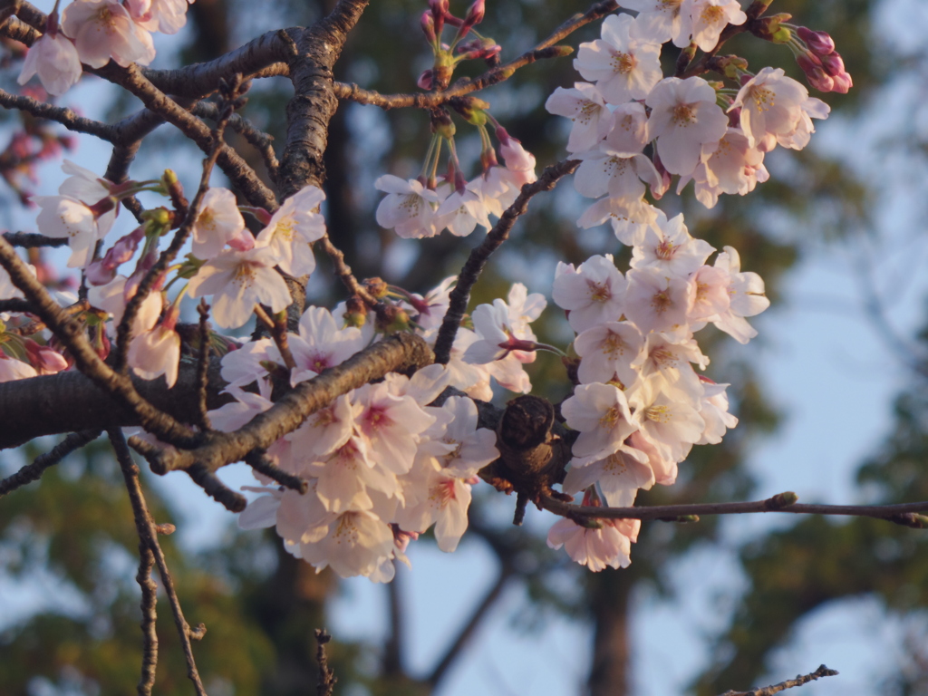 徳山動物園の桜1