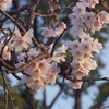 徳山動物園の桜1