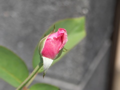 バラのつぼみ