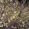黄色い花3