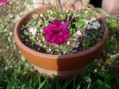 花