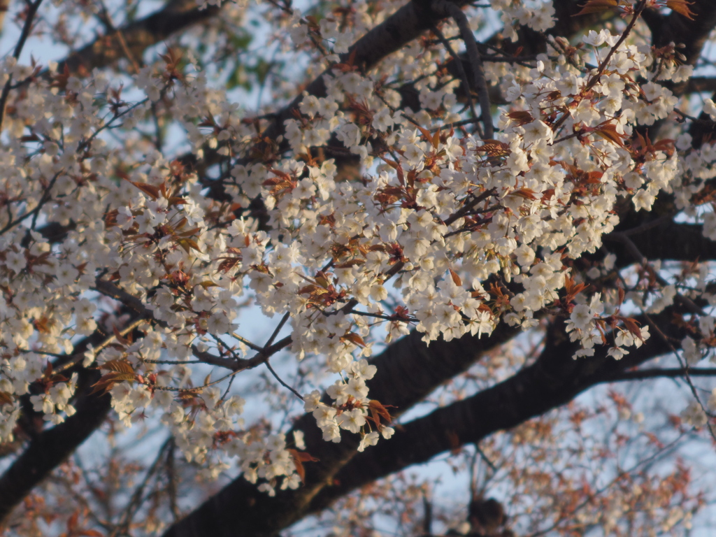 周南市文化会館の桜1