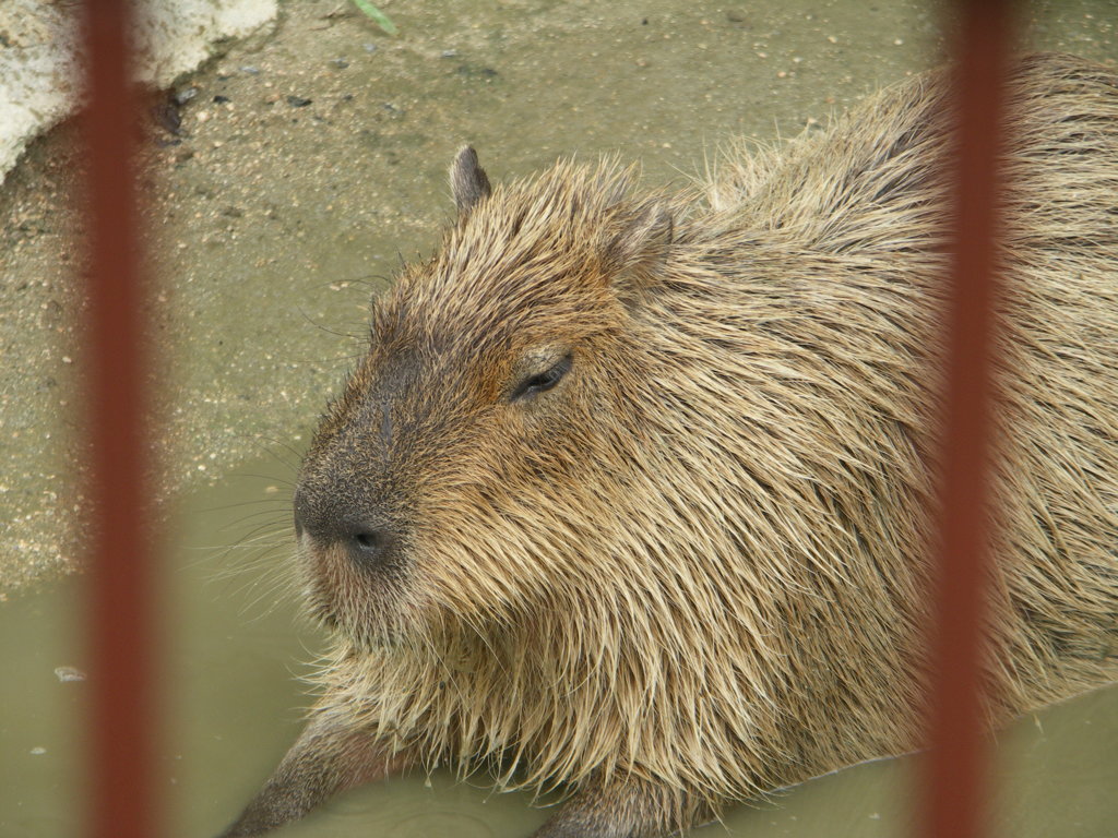 カピバラ