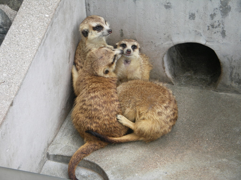 ミーアキャット 