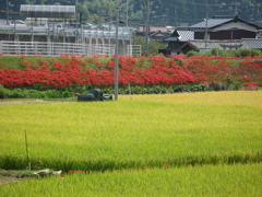 ヒガンバナと田んぼ