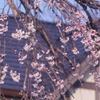 しだれ桜