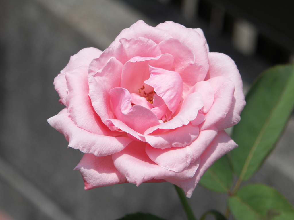 夏のバラ