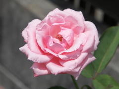 夏のバラ