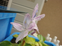 ホテイアオイの花