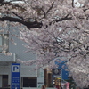 緑と文化のプロムナードの桜