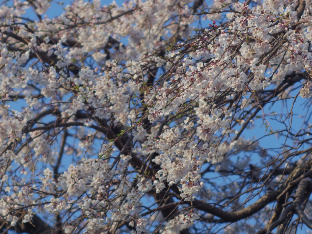 しだれ桜1