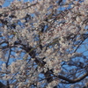 しだれ桜1
