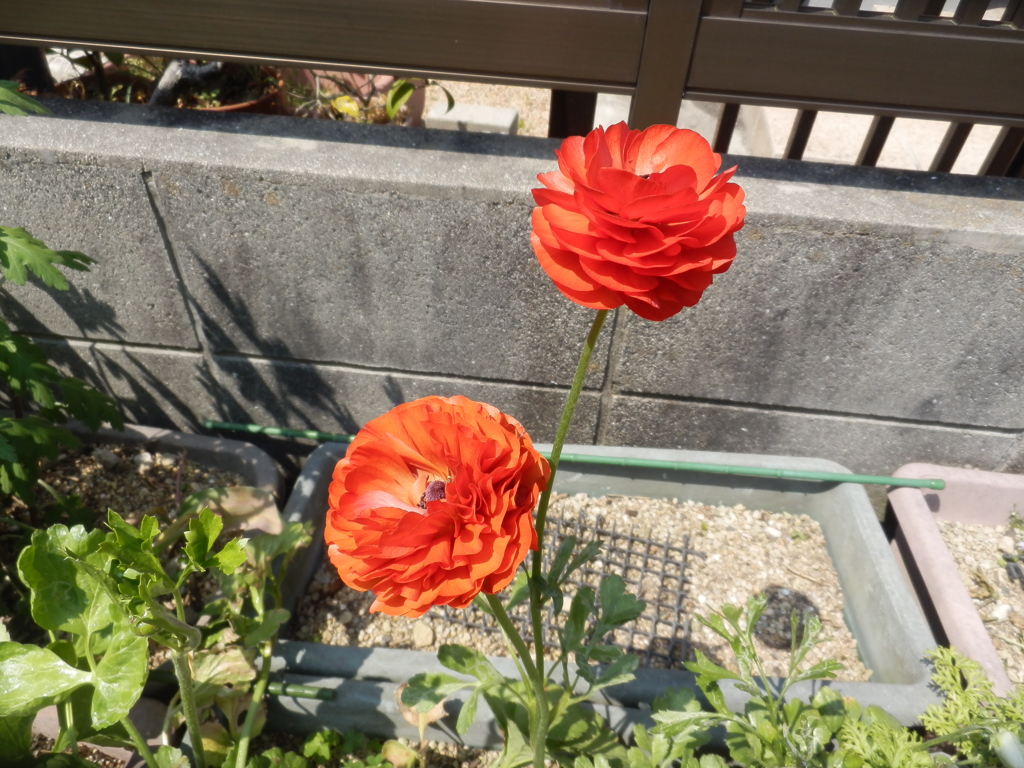 ラナンキュラス