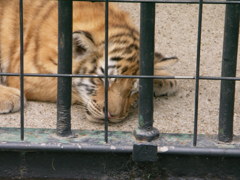 アムールトラの赤ちゃん