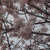 徳山動物園の桜3