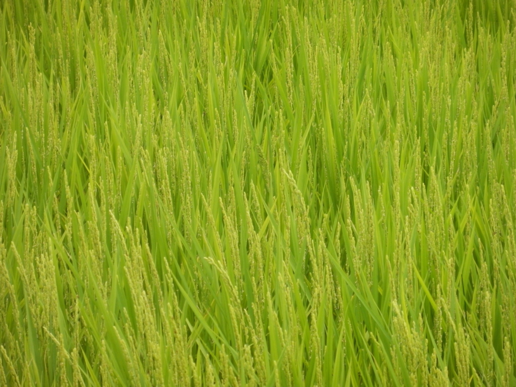 晩夏の田んぼ