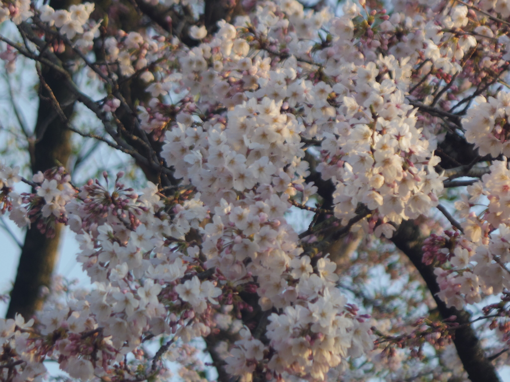 周南市文化会館の桜2