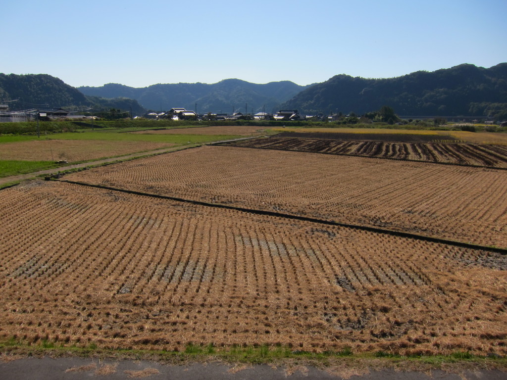 秋の田んぼ