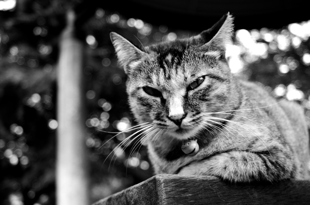 Black&White 26