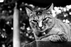 Black&White 26