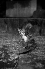 Black&White 51