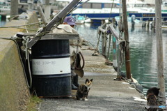 老人と猫
