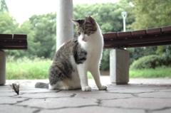 セミの観察。