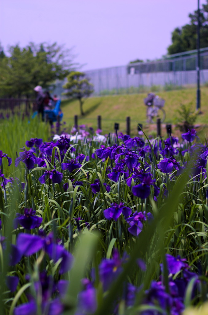 菖蒲園