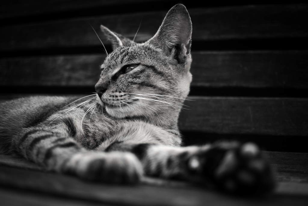 Black&White52