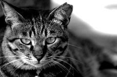 Black&White 07