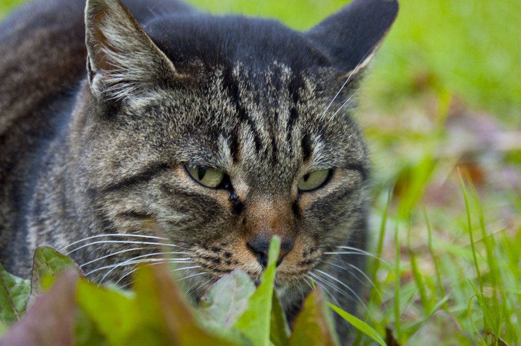 なんで猫年無いねん。
